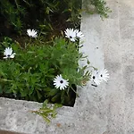Hvar Krizna Luka フヴァル